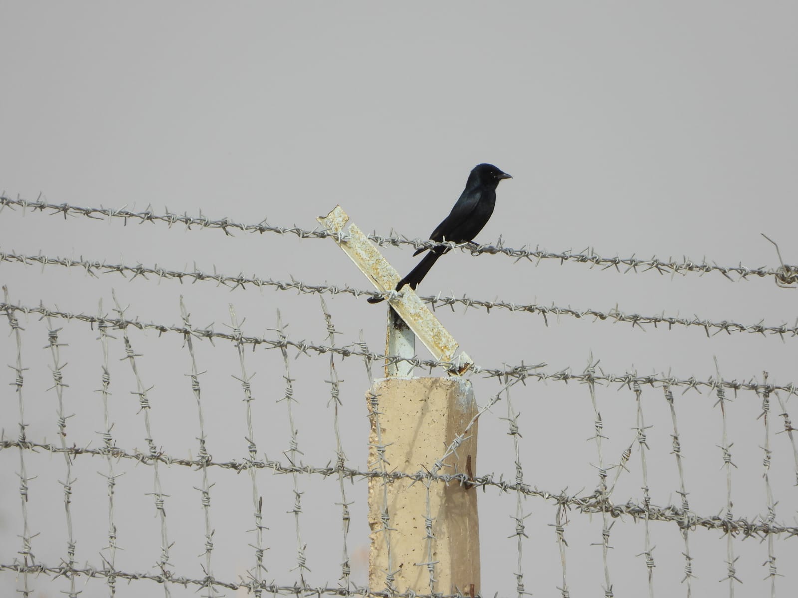 Avifaunal Surveys